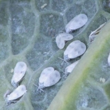 Bijela mušica na kupusu: kako se riješiti narodnih i hemijskih sredstava